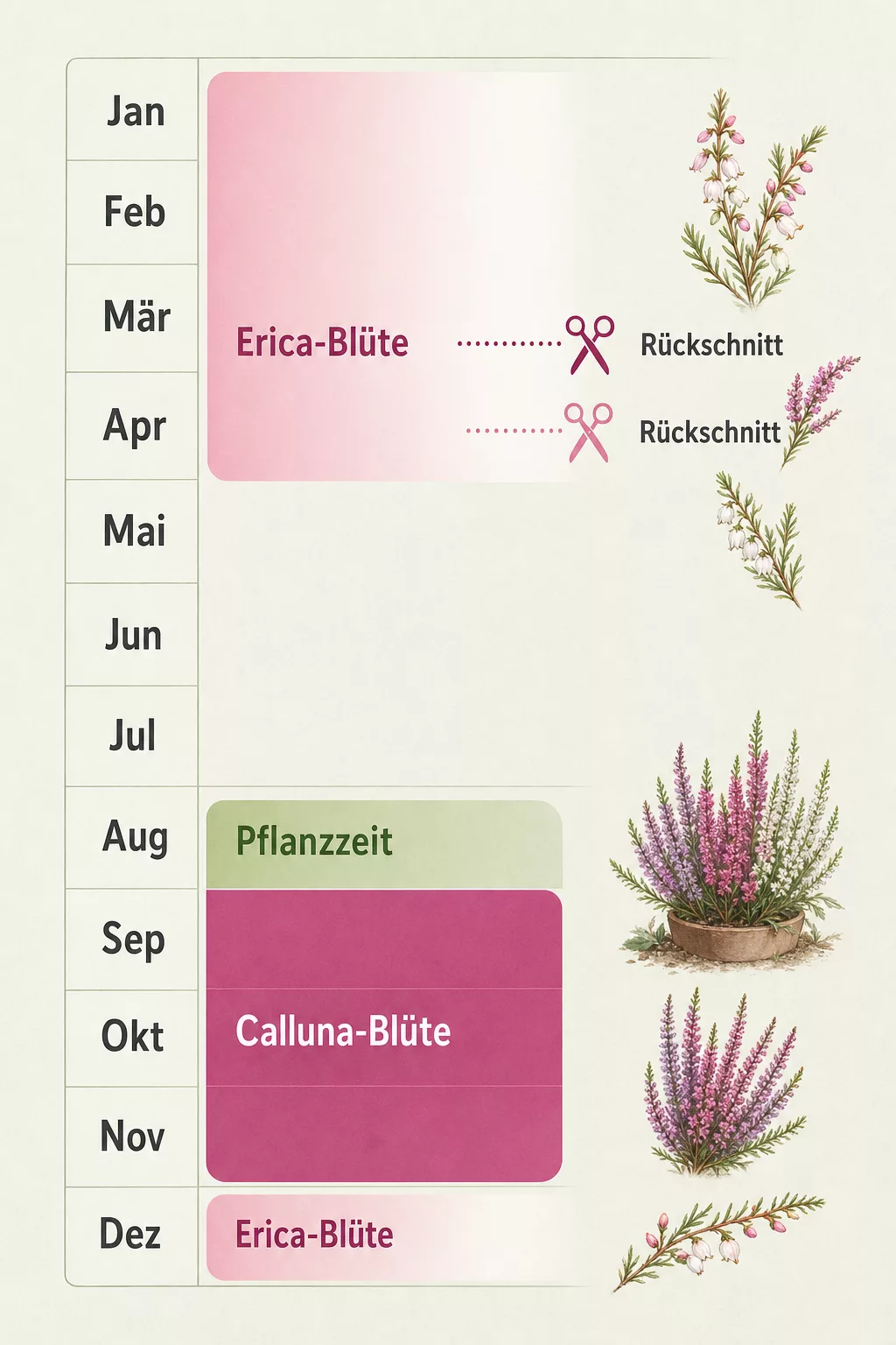Grafik: Heide-Jahreskalender mit Pflanz-, Blüh- und Schnittzeiten