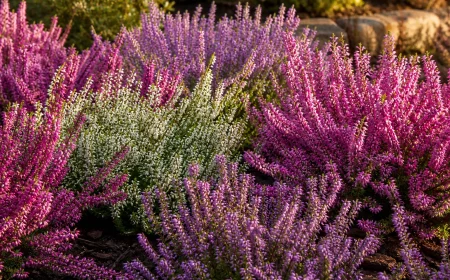Dichtes Heidekraut-Beet in Lila, Weiß und Pink im sonnigen Herbstgarten