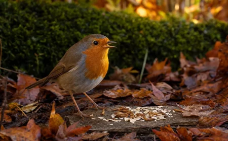 Rotkehlchen füttern im Herbst: Vogel an geschützter Bodenfutterstelle im Garten
