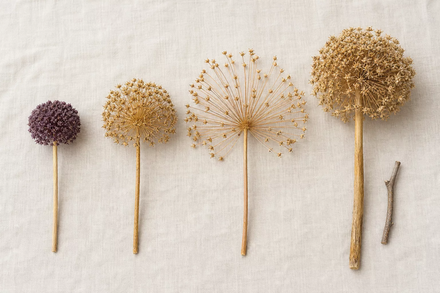 Verschiedene getrocknete Allium-Sorten im Größenvergleich