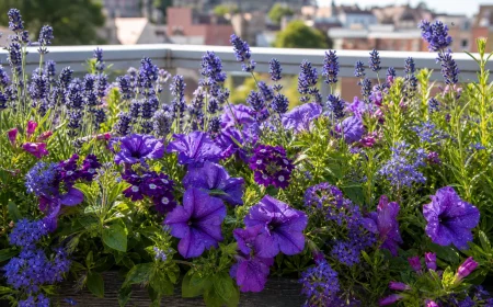 Balkonkasten mit blau-lila blühenden Balkonblumen in sattem Farbkonzept