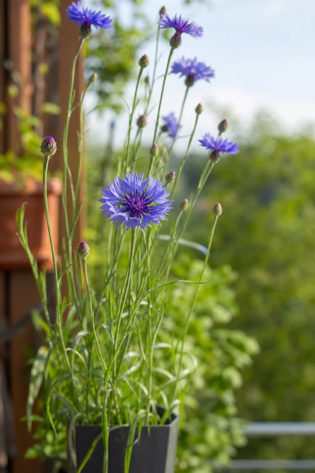 Blau-violette Kornblumen mit fransigen Blütenkörben auf dem Balkon