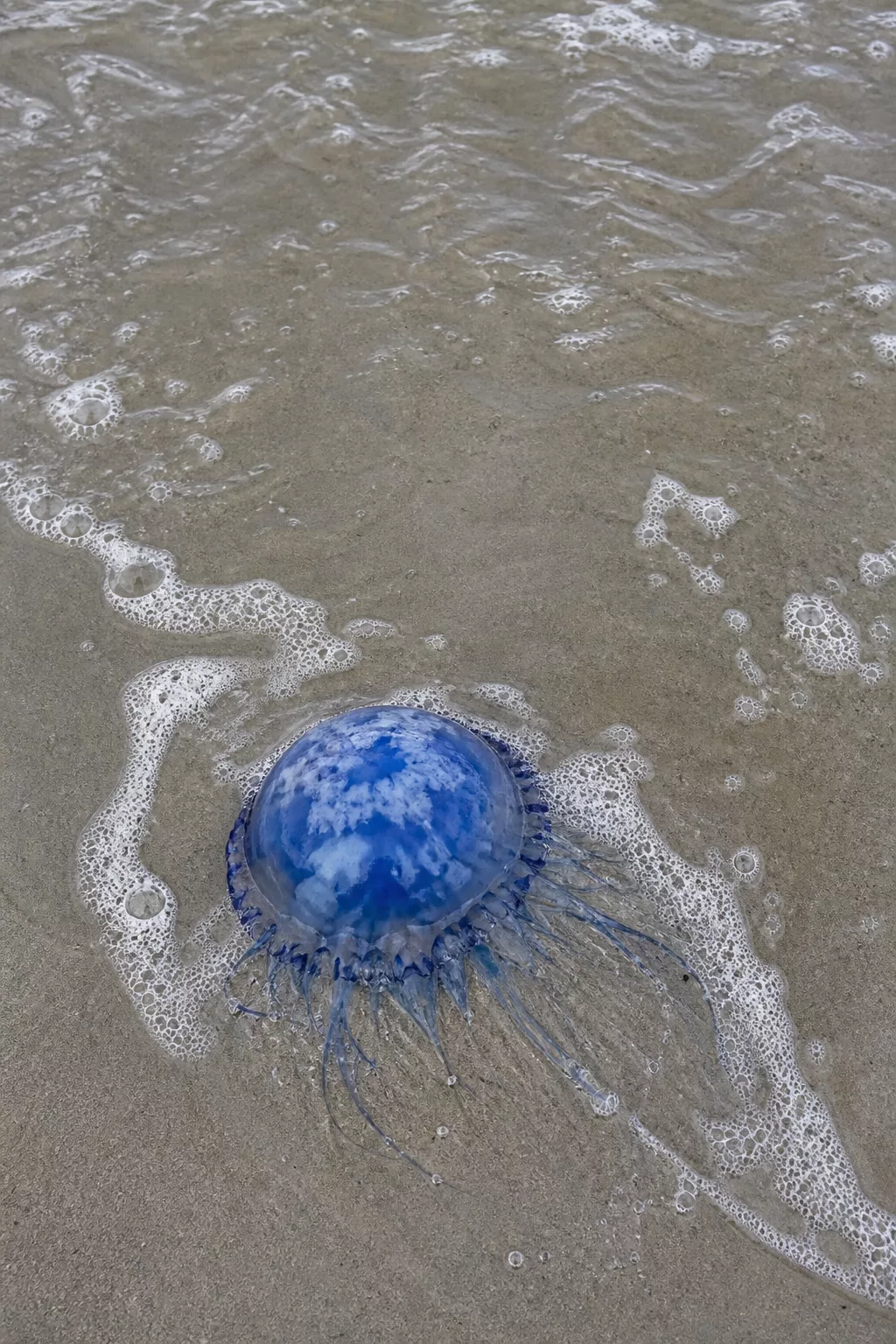 Blaue Nesselqualle liegt in der Brandung am Sandstrand