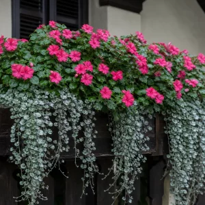 Blumenkasten für Schatten mit pinkem Fleißigem Lieschen und Silberregen