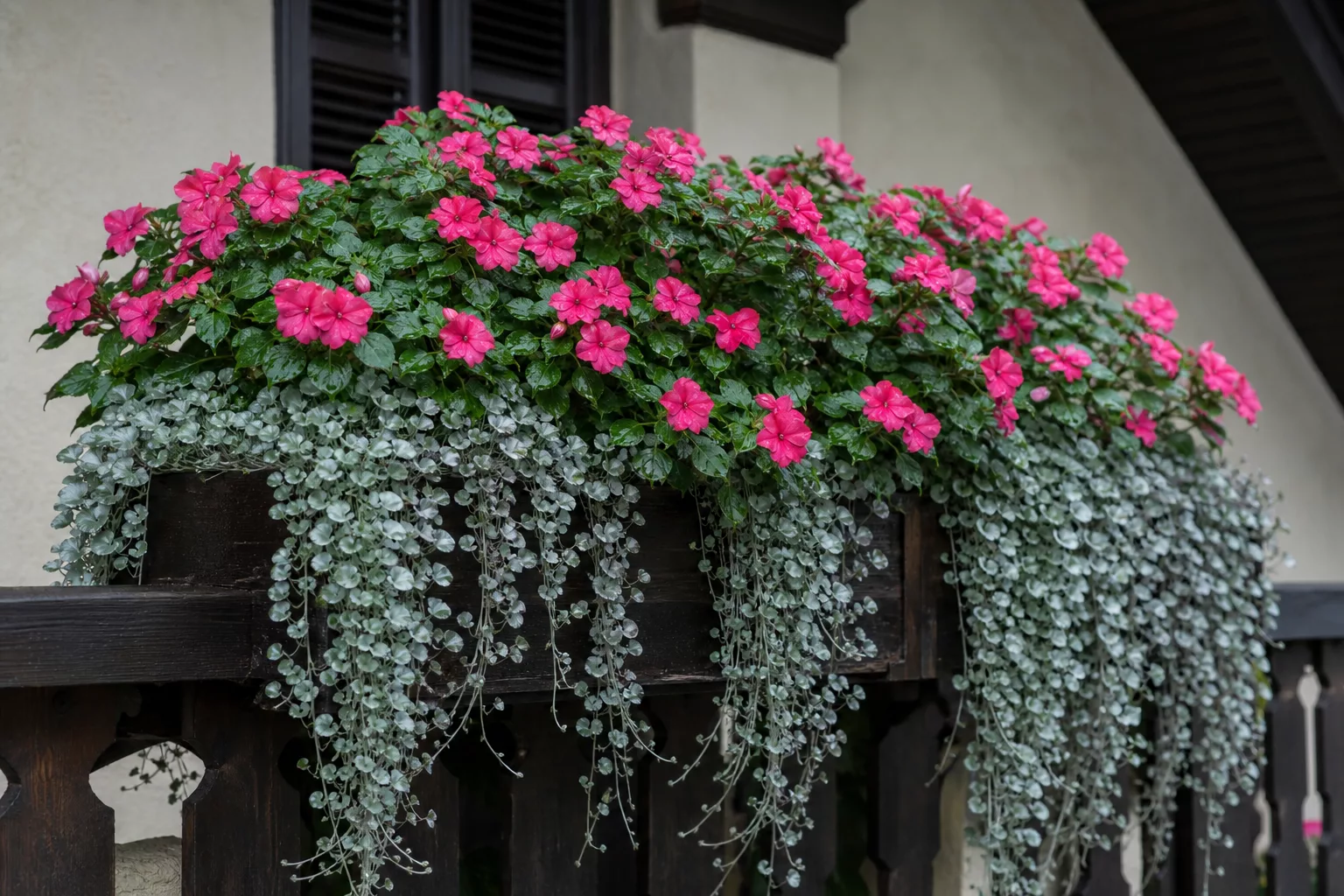 Blumenkasten für Schatten mit pinkem Fleißigem Lieschen und Silberregen