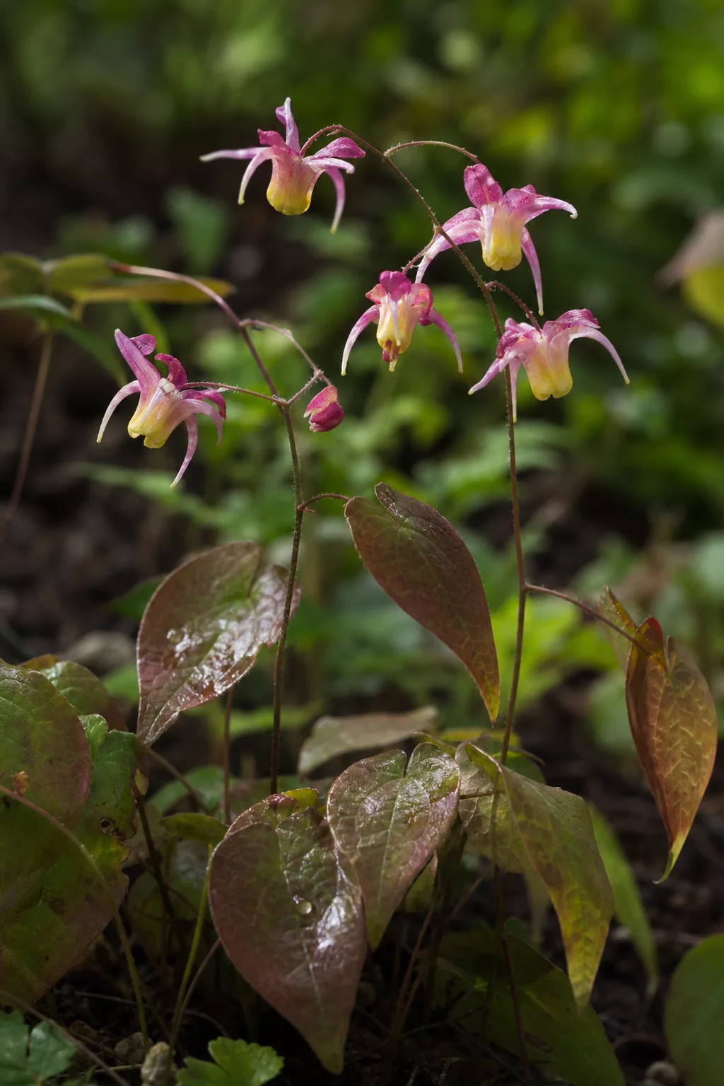 Elfenblume mit zarten mehrfarbigen Blüten als Bodendecker