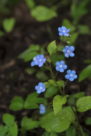Gedenkemein mit himmelblauen Blüten im Frühlingsbeet