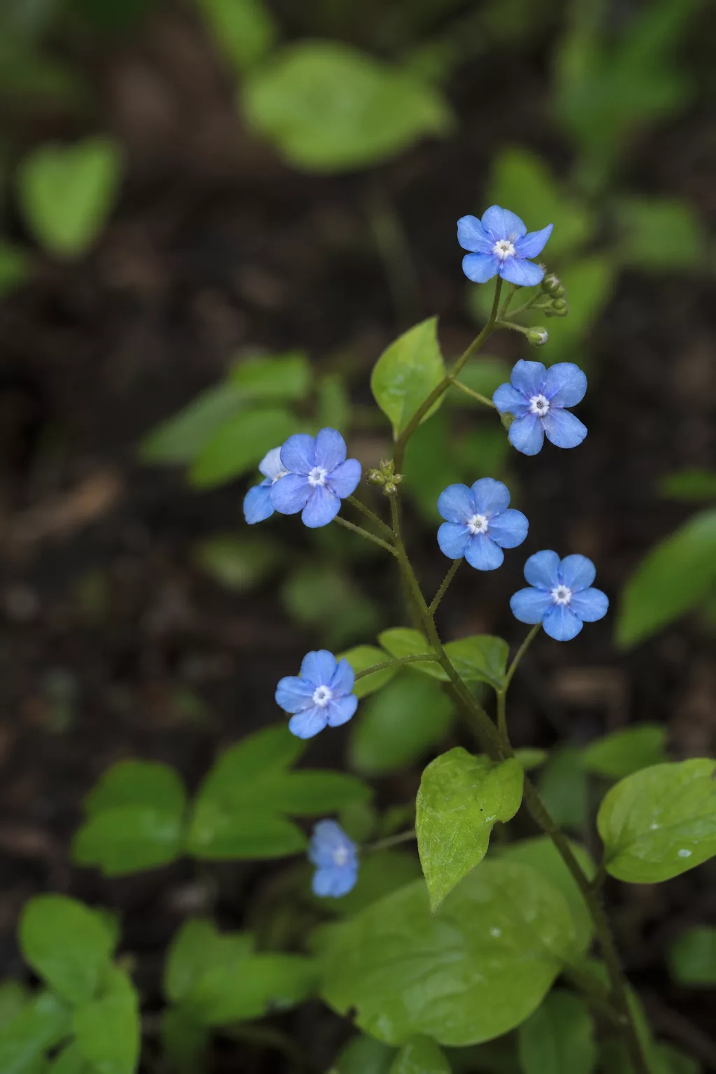 Gedenkemein mit himmelblauen Blüten im Frühlingsbeet