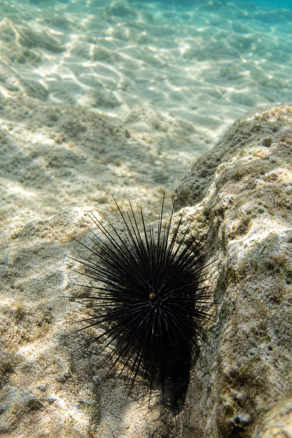 Schwarzer Diademseeigel mit langen Stacheln in Felsspalte