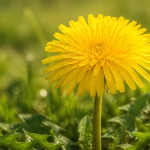 Echter Löwenzahn mit einer einzelnen gelben Blüte auf blattlosem Stängel