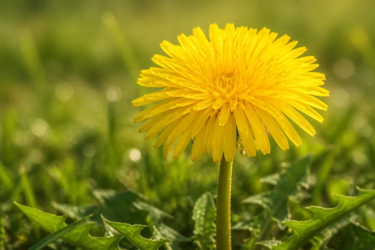 Echter Löwenzahn mit einer einzelnen gelben Blüte auf blattlosem Stängel