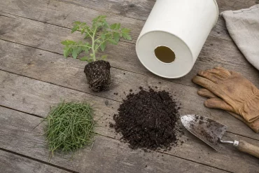 Material für Tomaten im Eimer: Eimer, Erde, Setzling