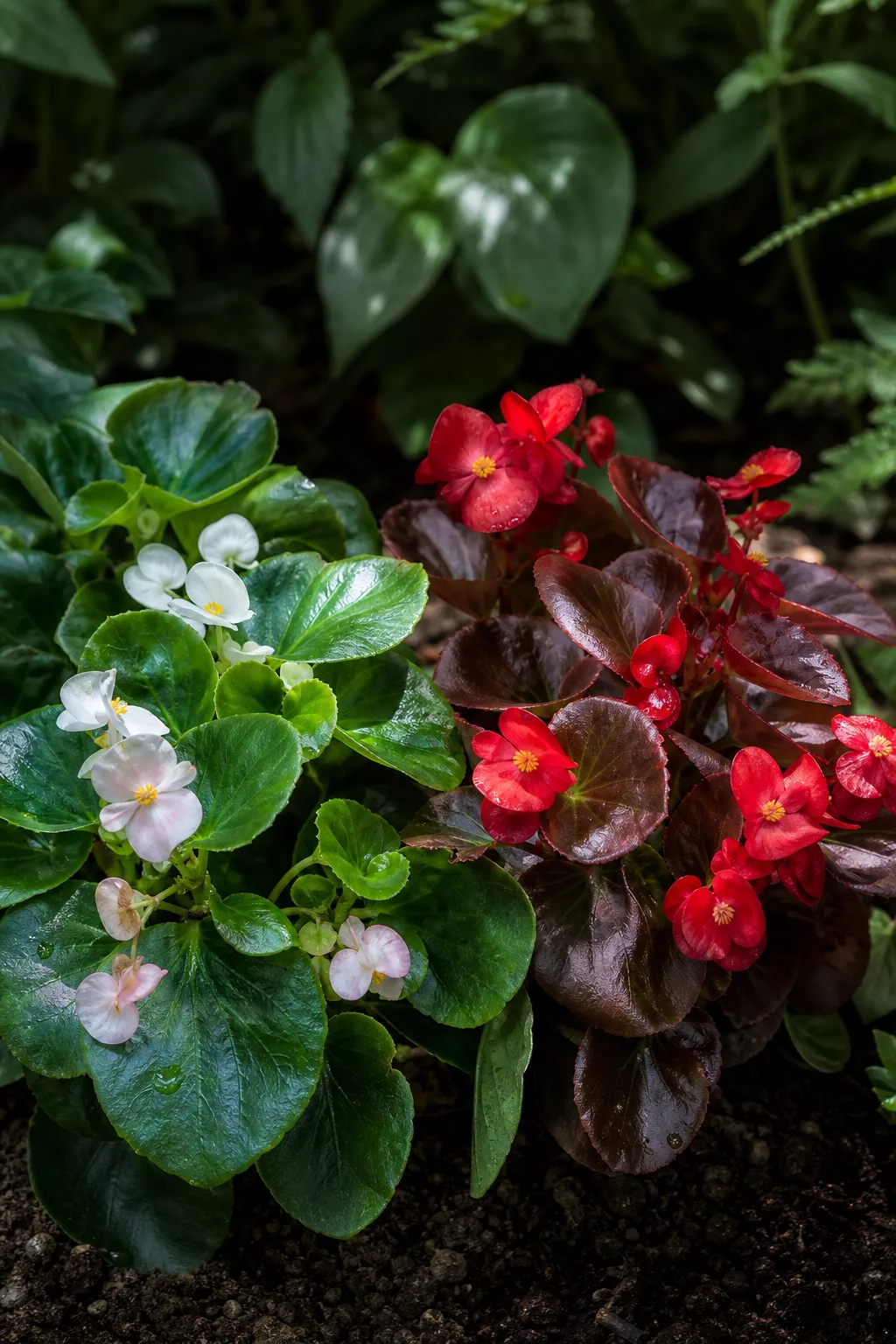 Eisbegonien-Blätter und Blüten in Grün, Bronze und Rot