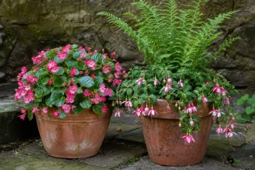 Fuchsien und Farn kombiniert mit Eisbegonien in Terrassenkübeln