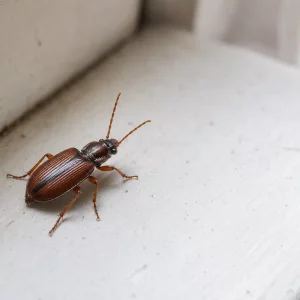 Kleiner brauner Käfer in der Wohnung auf heller Fensterbank