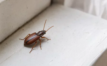 Kleiner brauner Käfer in der Wohnung auf heller Fensterbank