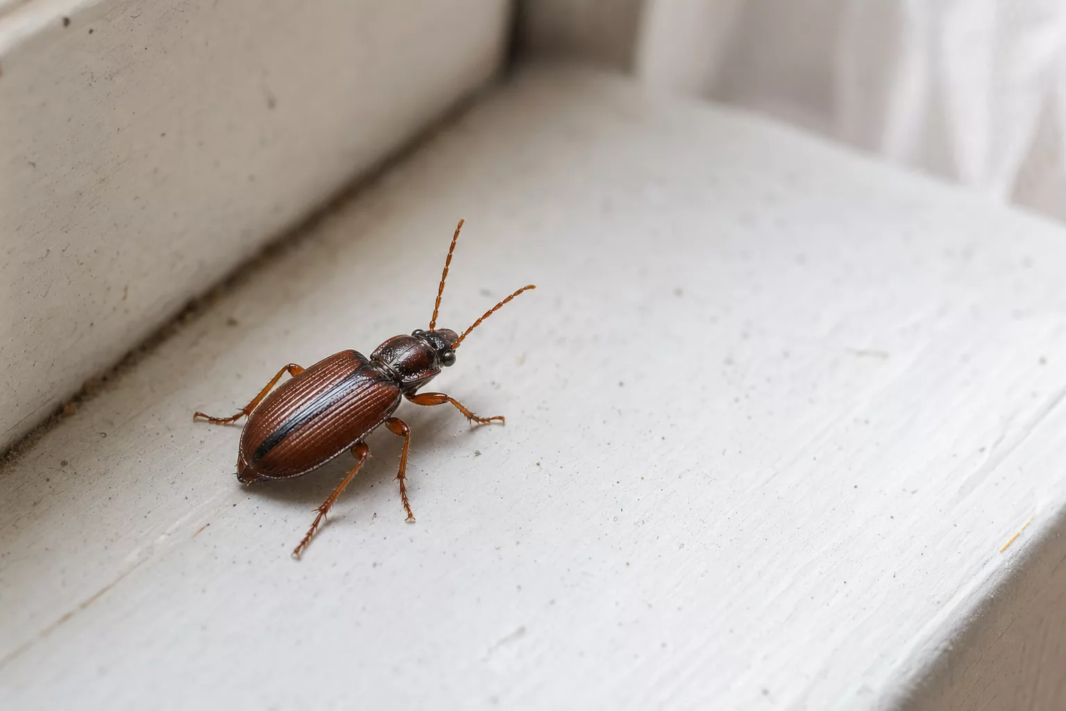 Kleiner brauner Käfer in der Wohnung auf heller Fensterbank