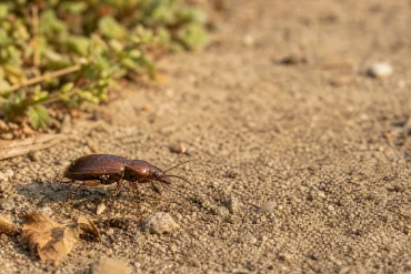 Flinkläufer-Käfer im Garten auf sandigem Boden