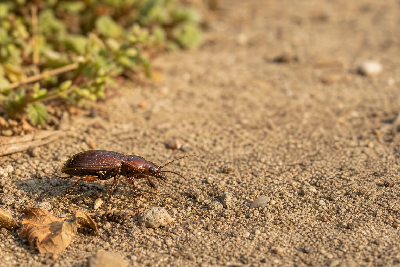 Flinkläufer-Käfer im Garten auf sandigem Boden