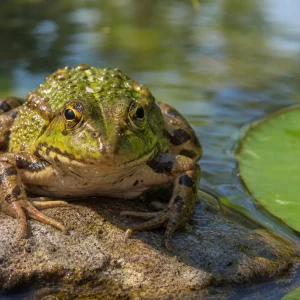 Einzelner Frosch sitzt am Rand eines sonnigen Gartenteichs