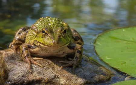 Einzelner Frosch sitzt am Rand eines sonnigen Gartenteichs
