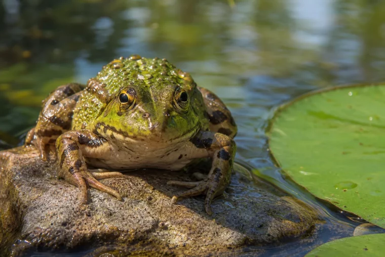 Einzelner Frosch sitzt am Rand eines sonnigen Gartenteichs