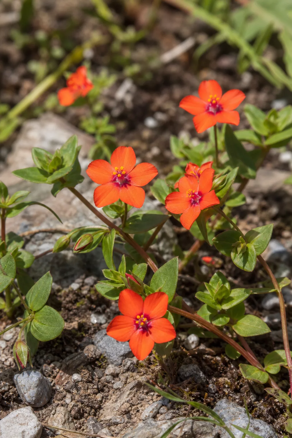 Acker-Gauchheil mit leuchtend orangen Blüten als giftiger Doppelgänger