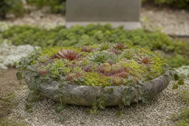 Pflegeleichte Grabschale mit Sukkulenten und Efeu auf dem Friedhof