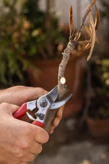 Hände schneiden vertrockneten Oleanderzweig mit Gartenschere ab