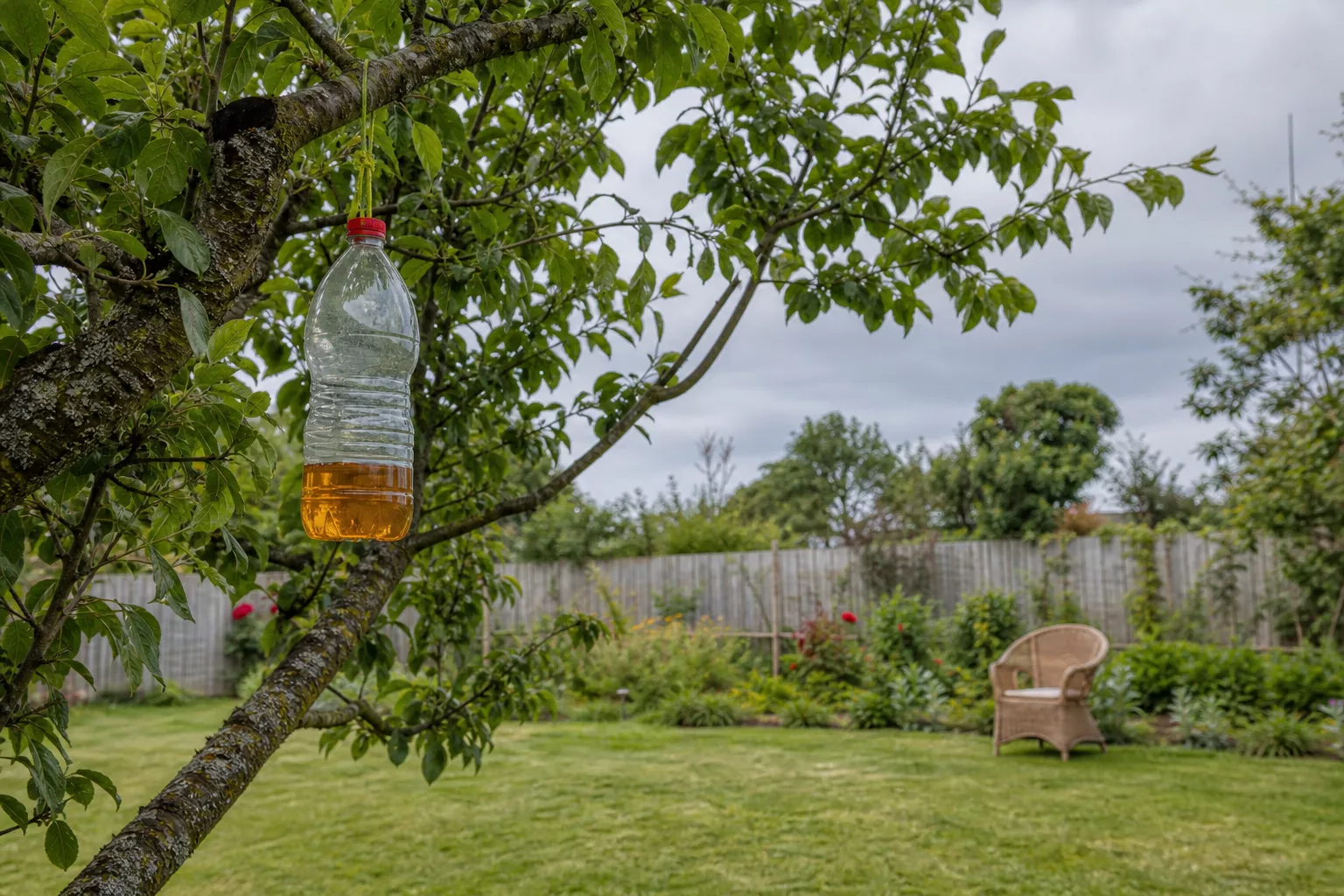 Hornissenfalle im Baum aufgehängt zur Bekämpfung im Garten