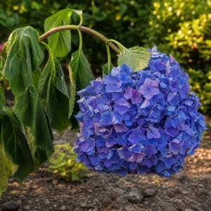 Hortensie lässt Blätter und Blüten im sonnigen Gartenbeet hängen