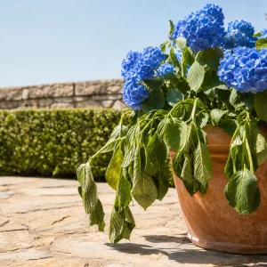Hortensie schlappt bei Mittagshitze im Terrakotta-Kübel auf Terrasse