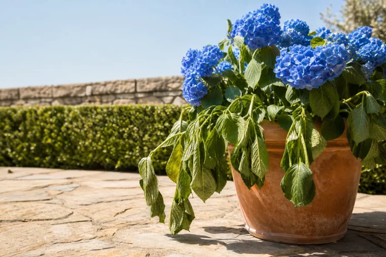 Hortensie schlappt bei Mittagshitze im Terrakotta-Kübel auf Terrasse