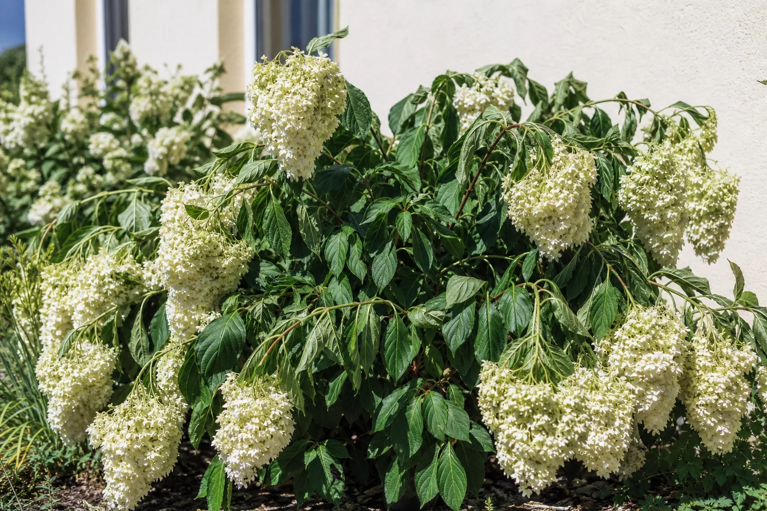 Hortensie mit hängenden weißen Blütenrispen in praller Mittagssonne