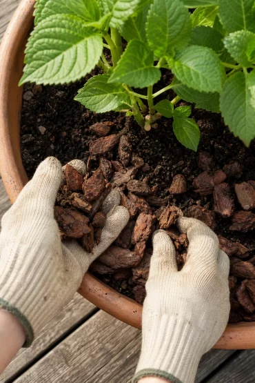 Hände verteilen Rindenmulch um den Wurzelbereich einer Hortensie