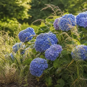 Hortensien und Ziergräser kombinieren in einem sommerlichen Staudenbeet
