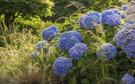 Hortensien und Ziergräser kombinieren in einem sommerlichen Staudenbeet