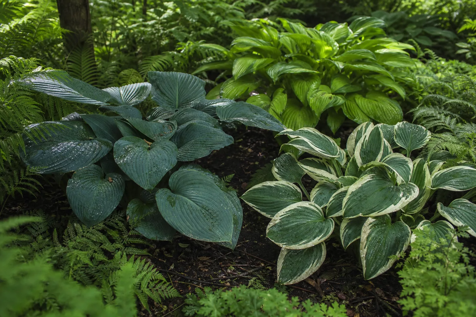 Hosta-Blätter wachsen im feuchten Schatten unter Bäumen