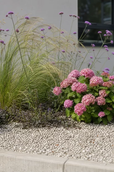 Kompakte Hortensie mit Engelshaargras in einem modernen Kiesbeet