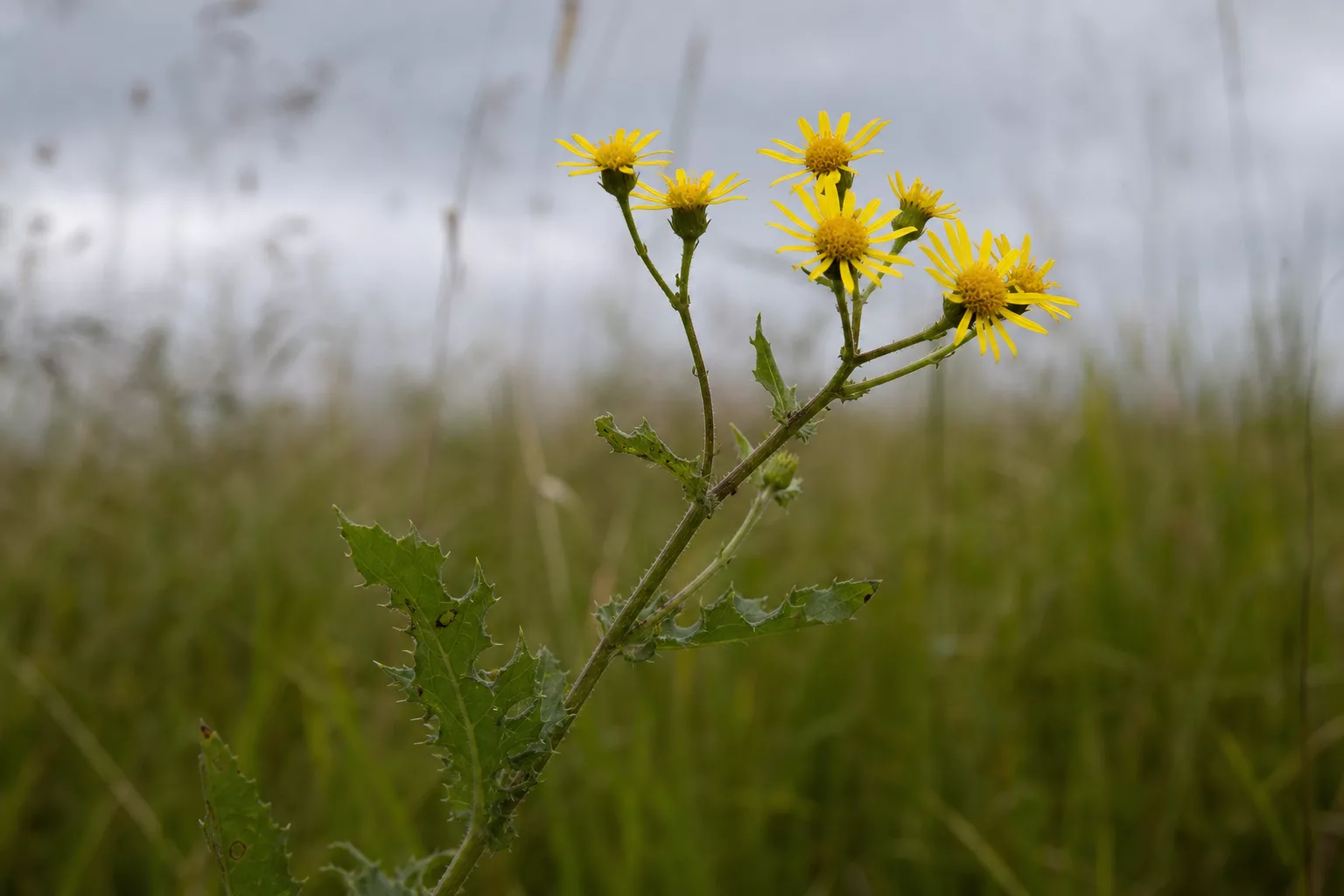 Kreuzkraut mit mehreren gelben Blüten an einem verzweigten Stängel