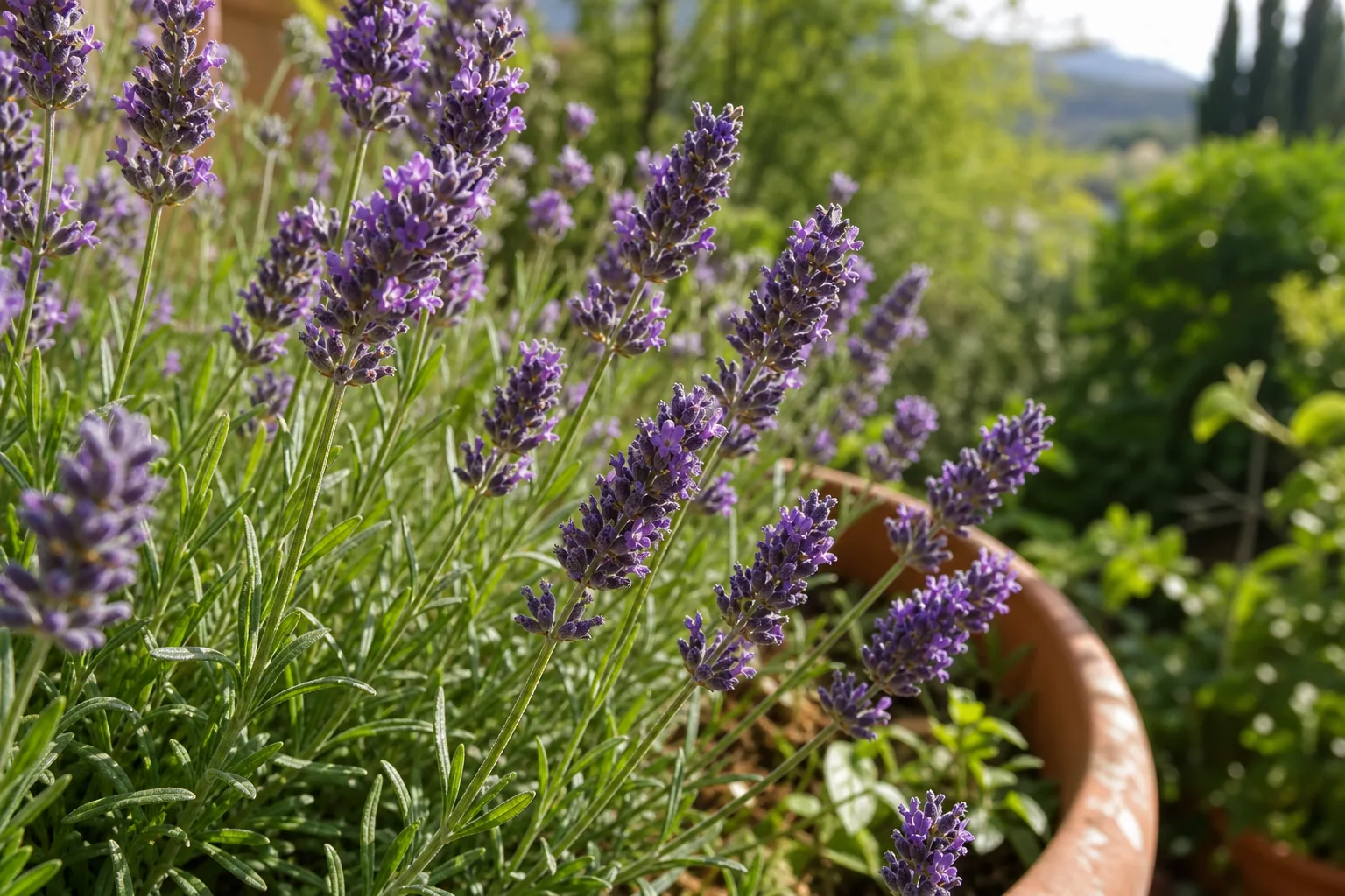 Lavendel mit blauvioletten Blütenrispen in voller Sommerblüte