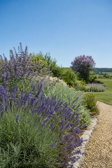 Lavendel und Katzenminze am sonnigen Beetrand, Flieder im Hintergrund