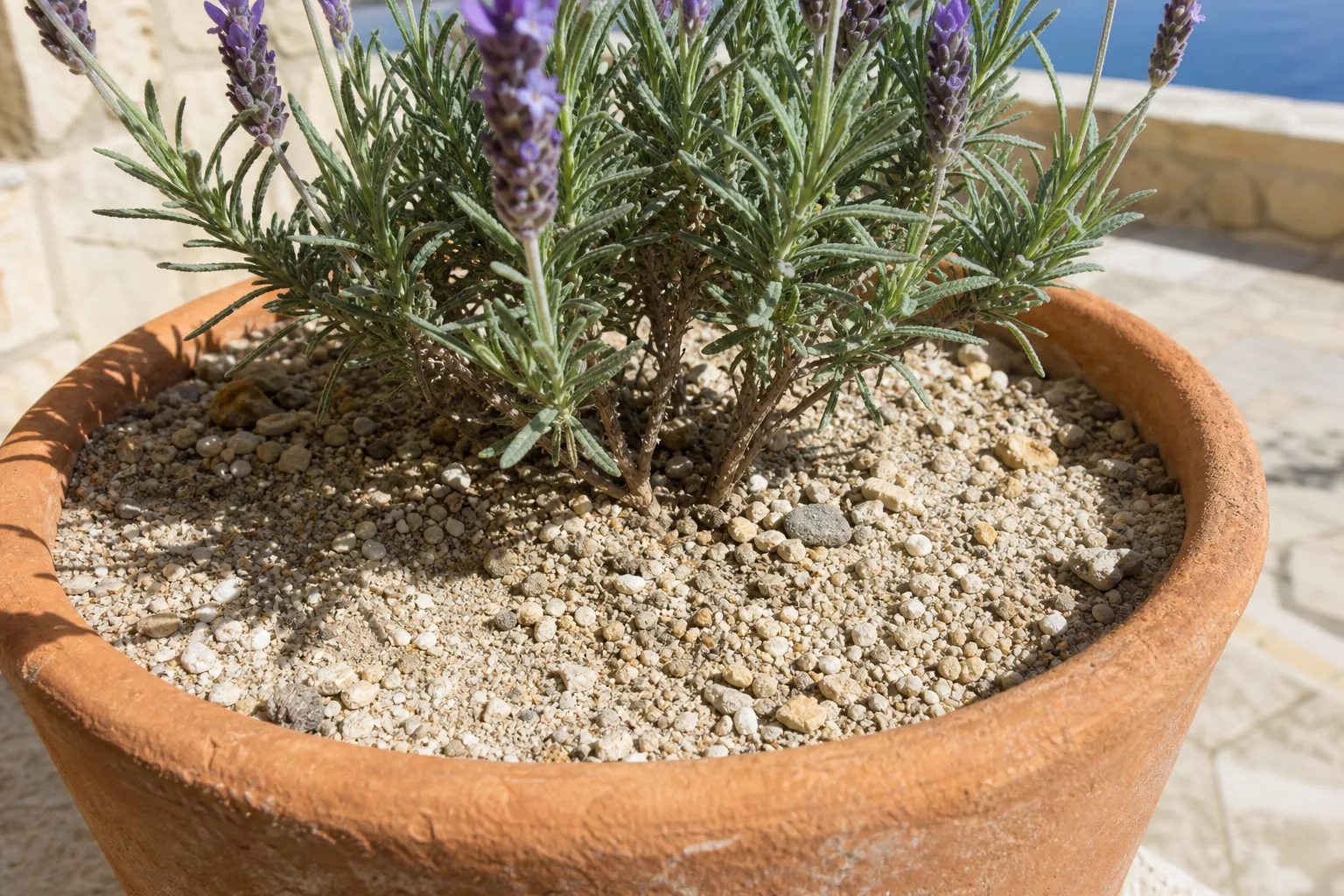 Lavendel wächst in durchlässigem, kiesigem Boden in praller Sonne