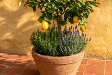 Zitronenbaum mit reifen Zitronen, Rosmarin und Lavendel im Terracotta-Kübel
