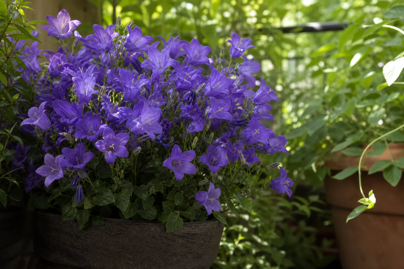 Violette Glockenblumen-Dolde blüht im Halbschatten auf dem Balkon