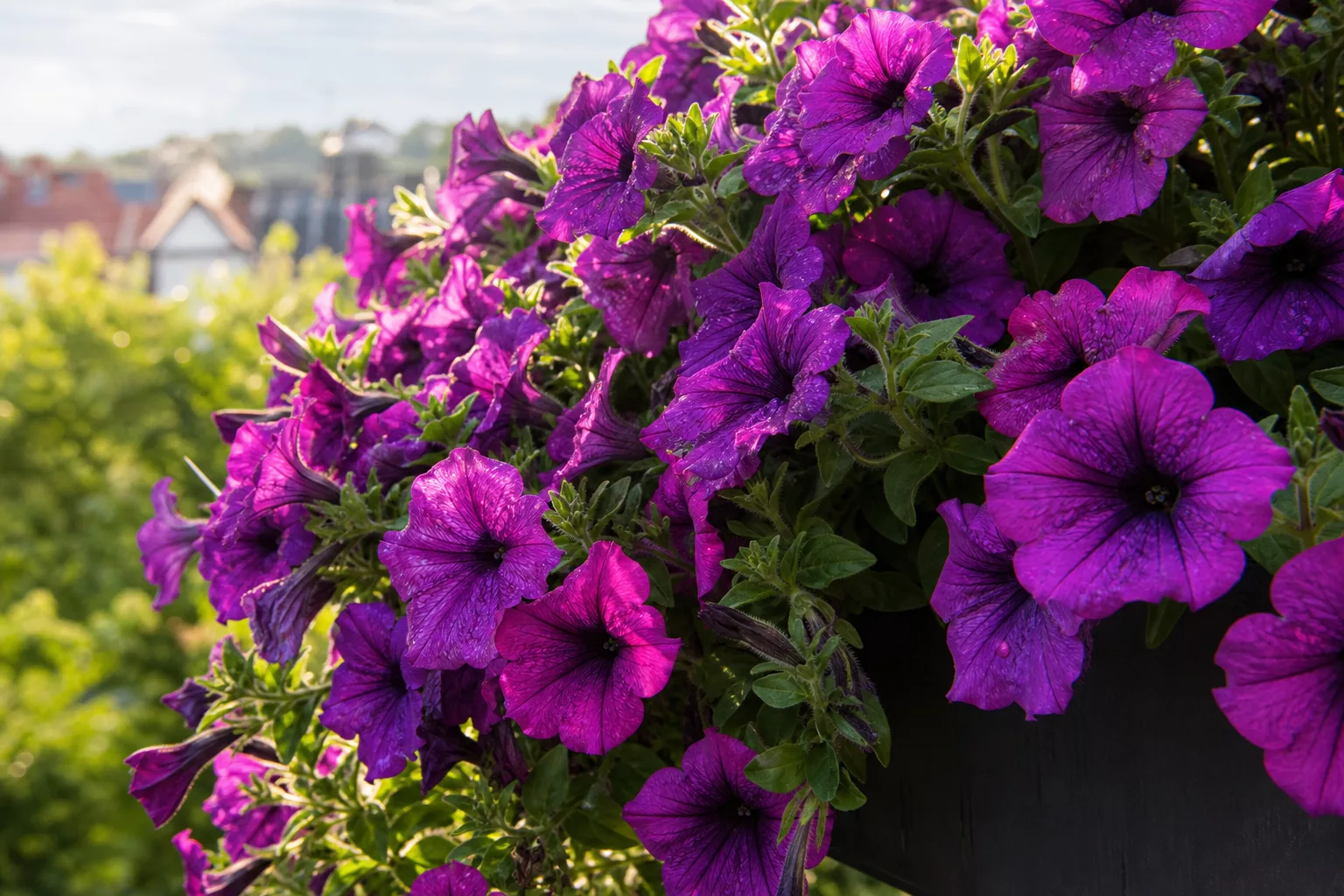 Üppig blühende violette Petunien hängen aus einem Balkonkasten
