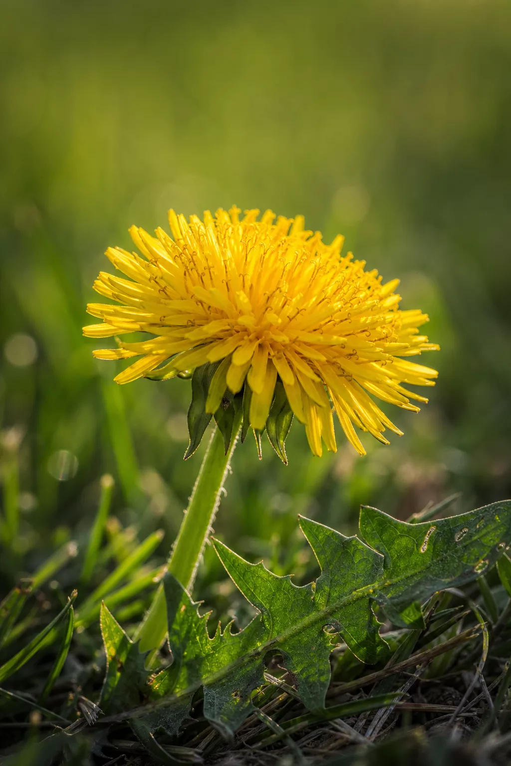 Nahaufnahme einer gelben Löwenzahnblüte im Rasen