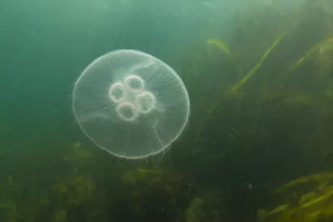 Ohrenqualle schwebt in grünlichem Küstenwasser der Ostsee