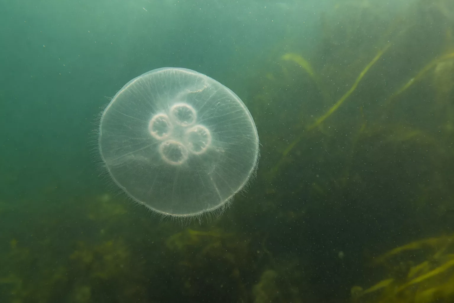 Ohrenqualle schwebt in grünlichem Küstenwasser der Ostsee