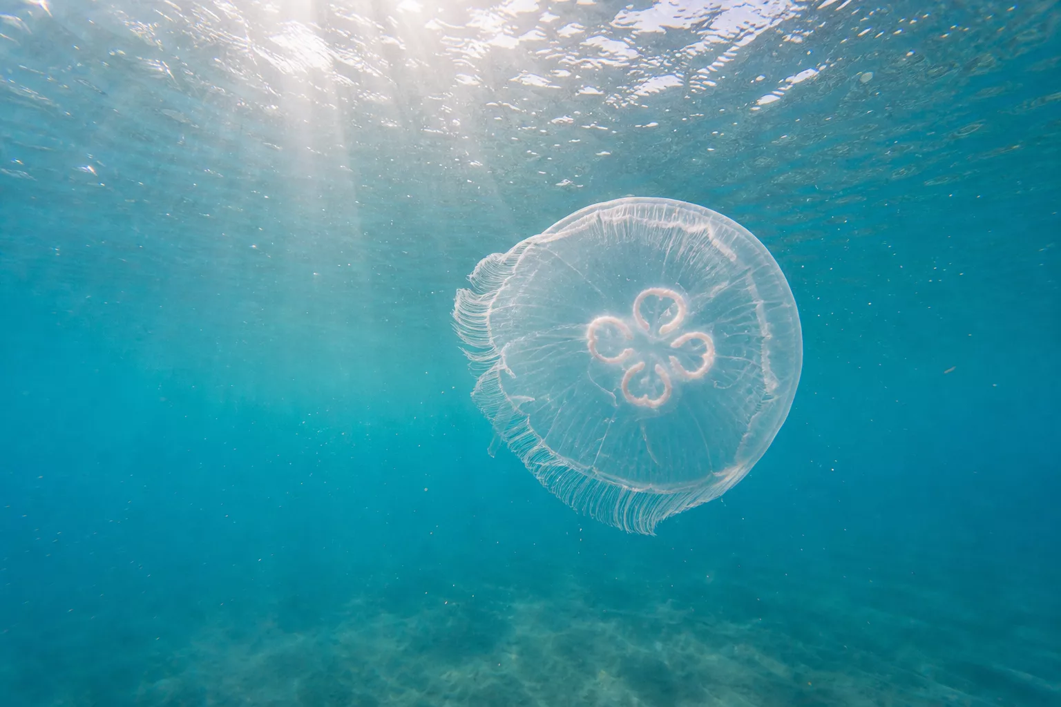 Durchsichtige Ohrenqualle schwebt im türkisen Mittelmeerwasser